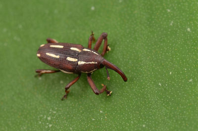 Close-up of insect on leaf