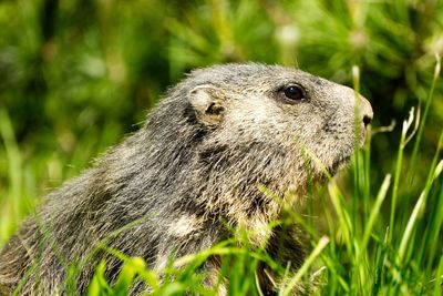 Close-up of an animal on field