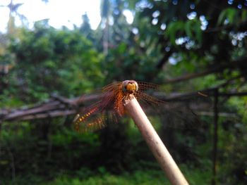 Close-up of dragonfly on branch