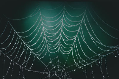 Close-up of spider web on plant
