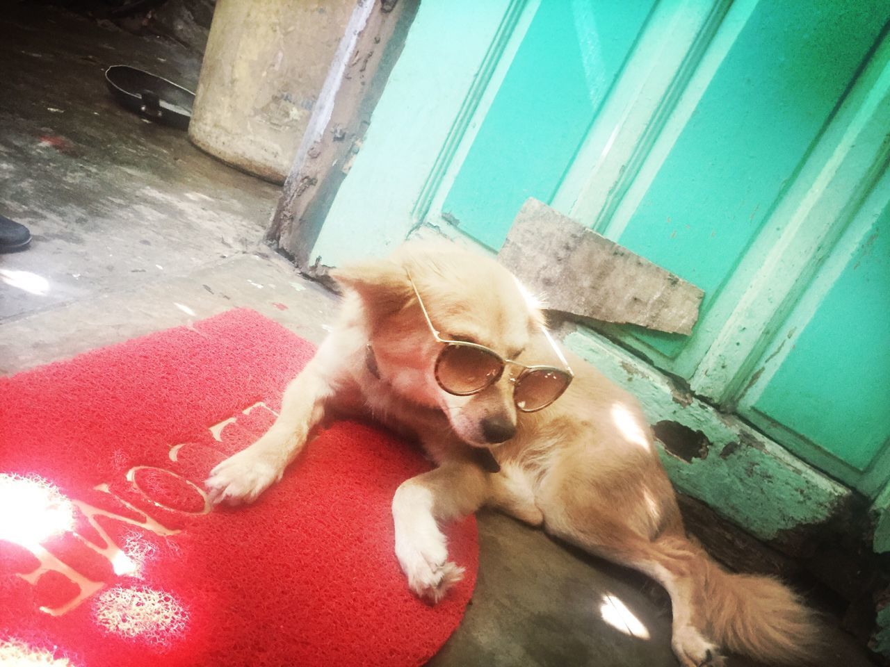 HIGH ANGLE VIEW OF A DOG RESTING ON OPEN DOOR