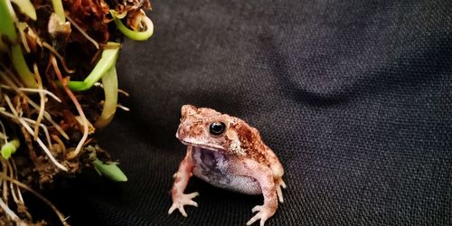 Close-up of frog on plant