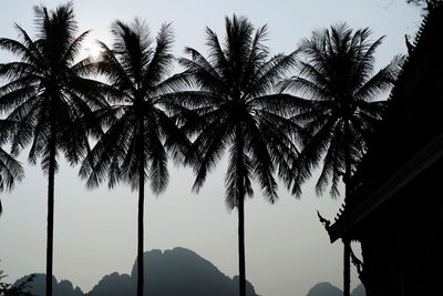 Low angle view of coconut palm trees against sky