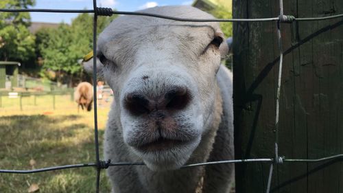 Close-up of sheep seen through fence