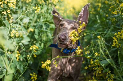 Portrait of a dog