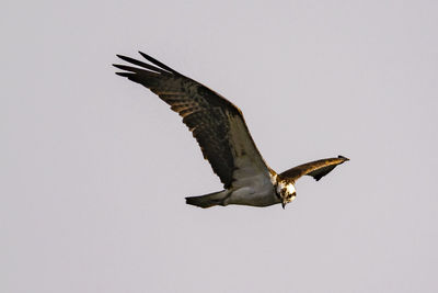 Low angle view of eagle flying in sky