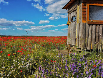 Flowering plants on field against sky