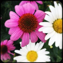 Close-up of daisy blooming outdoors