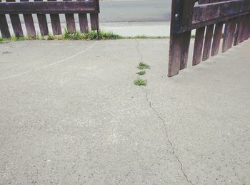 Plants growing on grass