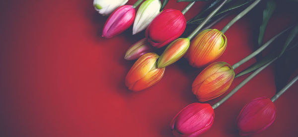 Close-up of red tulip
