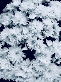 High angle view of white flowering plant