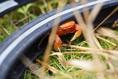 Close-up of crab on grass