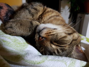 Close-up of cat sleeping on bed