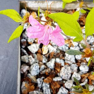 Close-up of flowers in water
