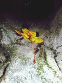 Close-up of leaves