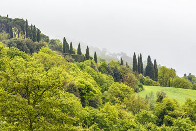 Scenic view of pine trees against sky