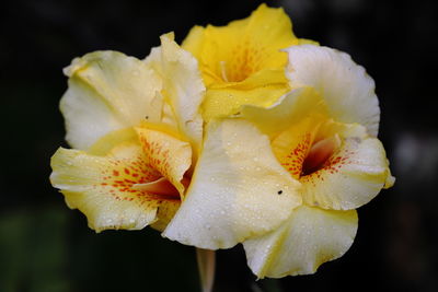 Close-up of wet yellow flower