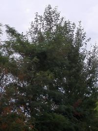 Low angle view of tree against sky