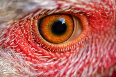 Close-up , shot of a chicken big eye looking at camera