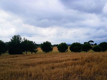 Scenic view of agricultural field against sky