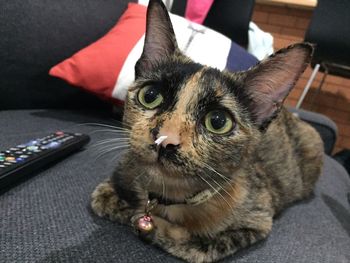 Close-up portrait of cat sitting at home