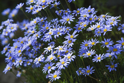 Close-up of flowering plants in park