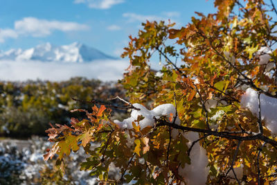 Close-up of autumn tree against sky