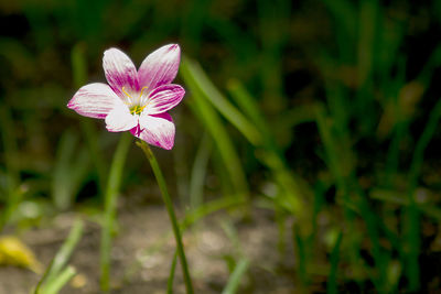 Close-up of pink flowering plant