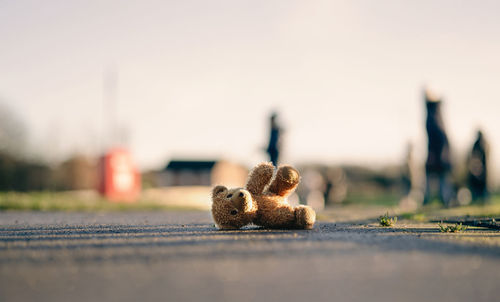 Close-up of crab on road against sky