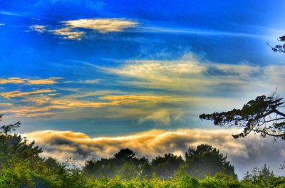 Low angle view of trees against cloudy sky