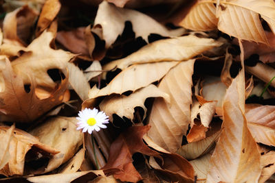 Full frame shot of dry leaves on plant