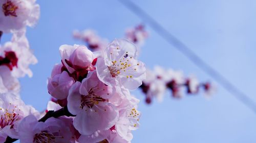 Low angle view of pink cherry blossoms against sky