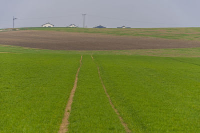 Scenic view of agricultural field against sky