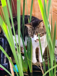 Close-up of a cat