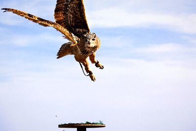 Low angle view of birds flying in sky