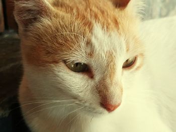 Close-up portrait of cat