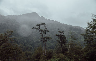 Trees in forest against sky