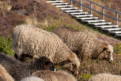 Sheep in a field