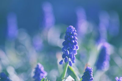 Close-up of purple flowers blooming outdoors