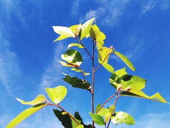 Low angle view of yellow leaves against sky