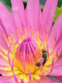 Close-up of bee on pink flower