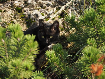 Portrait of black cat on tree