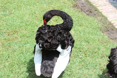 High angle view of black swan on grass