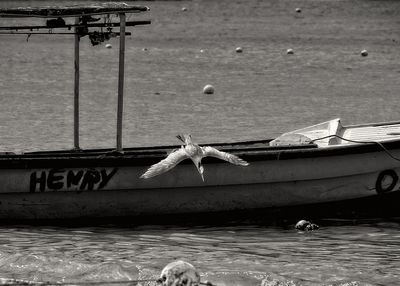 View of seagulls on beach