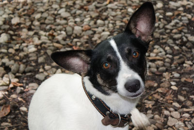 High angle portrait of dog on pebbles