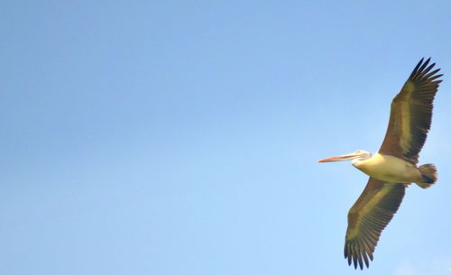 Low angle view of birds flying against blue sky