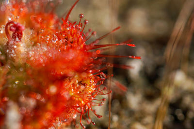 Close-up of plant