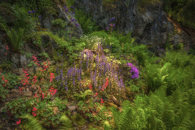 Purple flowers blooming in park