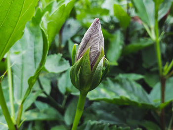 Close-up of plant growing on field