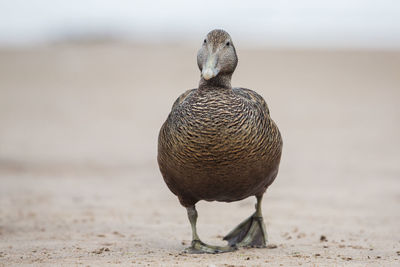 Common eider female close up, somateria mollissima, scotland